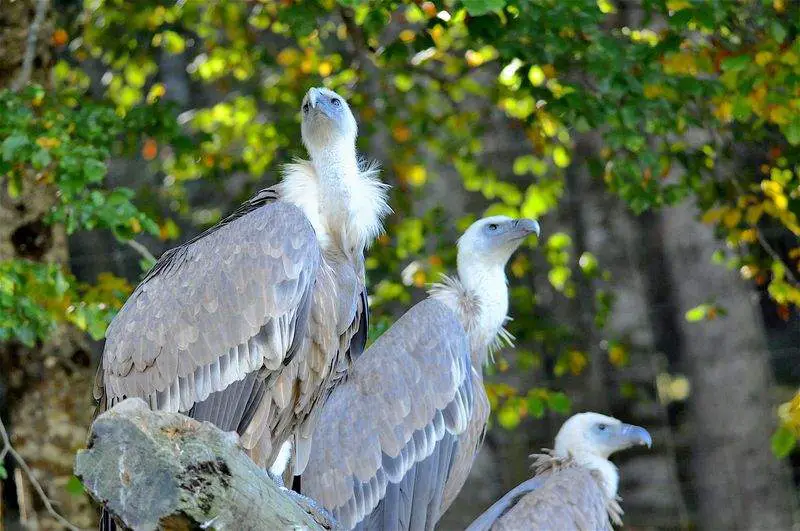 Église Saint Dalmaze
