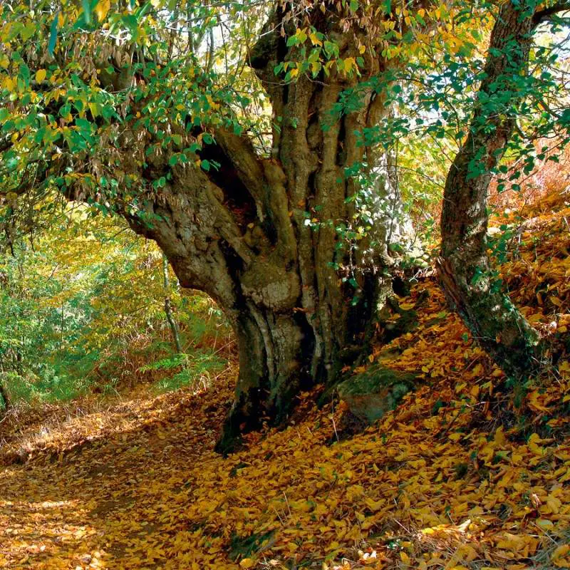 Église Saint-marsault (Saint-martial)